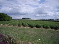 Rootstocks (click to enlarge)